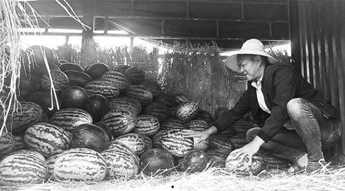 山阳吃瓜群众事件视频,一场网络舆论的风暴与反思