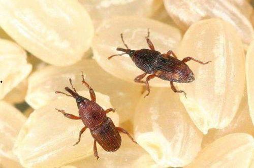 两只吃瓜虫子视频,两只吃瓜虫子的趣味日常