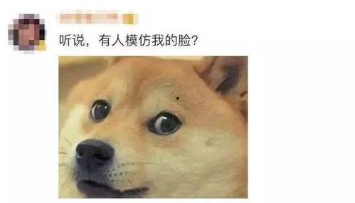 狗头草泥马吃瓜视频,揭秘网络热梗背后的趣味与思考