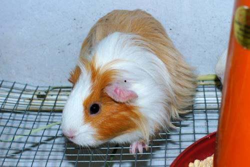 豚鼠可以吃蜜瓜嘛视频