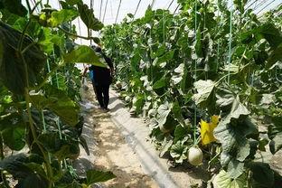 真实吃瓜户外视频网站