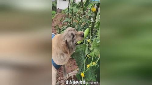 吃瓜小狗打架的视频下载,萌态百出，趣味横生