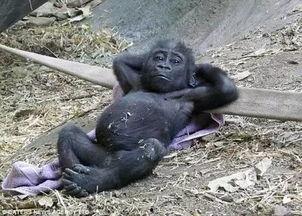 吃瓜吃出猩猩的视频