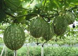 吊瓜可以啃西瓜吃吗视频,创意视频教你如何啃瓜新体验