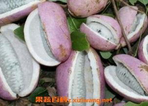 男人吃八月瓜视频大全,男人味蕾的狂欢之旅