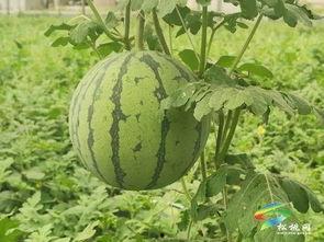 乐都吃瓜事件最新进展视频,真相揭晓，疑云散去