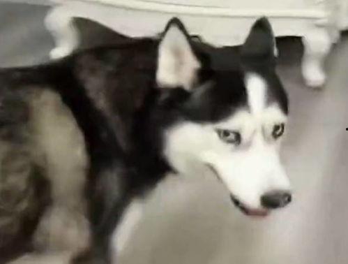 哈士奇和主人吃瓜视频,欢乐吃瓜瞬间