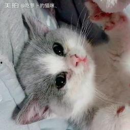 猫咪吃蓝瓜吗会死吗视频