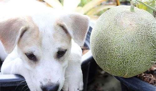 狗可以吃西州蜜瓜吗视频,狗狗的夏日美味还是禁忌？