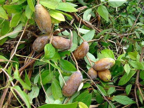 小六吃八月瓜最新视频