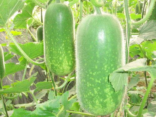 高贵妃吃蜜瓜视频,宫廷美食的奢华演绎