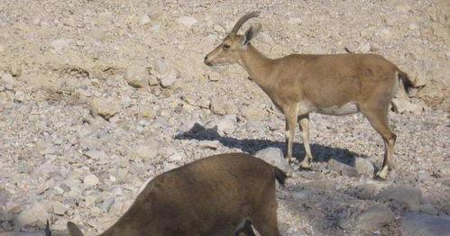 山羊吃哈密瓜视频播放,哈密瓜视频播放引网友热议