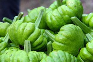 宠物可以吃姜柄瓜吗视频