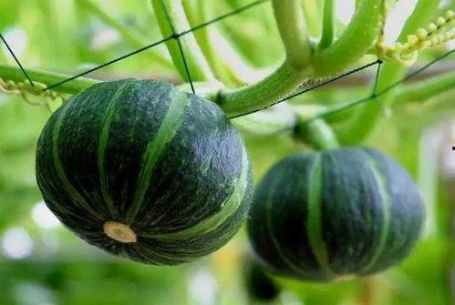 闻到香味吃瓜视频,跟随视频感受美味瓜果的魅力