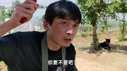 吃瓜谨慎配音视频,趣味与警示并存