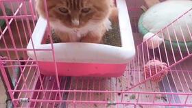 小狐狸吃哈密瓜视频,萌态十足引网友热议