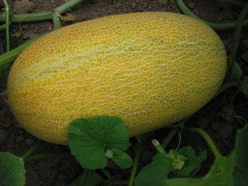 多人吃哈密瓜好吗视频大全,欢乐时光视频大盘点