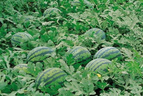 谷丰印象吃瓜视频大全,吃瓜视频大全，带你领略趣味横生的网络世界