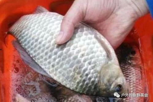 蜜瓜配红鲫鱼可以吃吗视频,营养美味两不误的佳肴组合