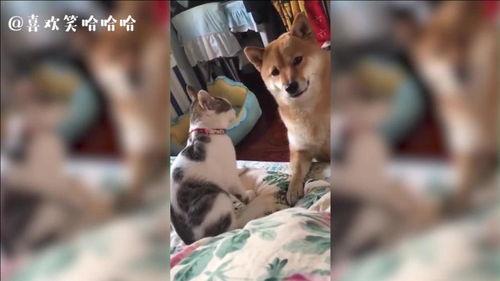 猫咪吃瓜震惊的视频播放,视频播放量爆表！