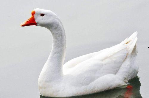 网红大鹅吃瓜视频下载,揭秘网络红人的魅力瞬间