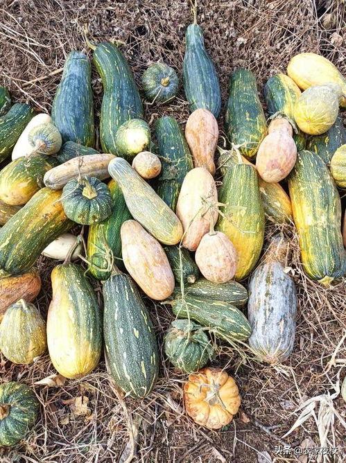 吃瓜视频大制作怎么做,如何打造爆款短视频