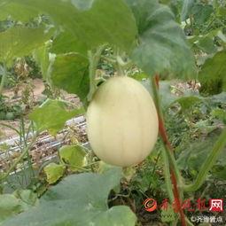 梨瓜熟裂可以吃吗视频