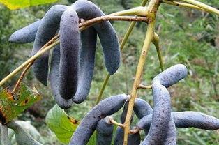 吃猫屎瓜的视频素材大全,趣味横生的动物奇观揭秘