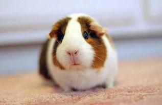 豚鼠会吃哈密瓜吗图片视频,萌宠美食瞬间捕捉