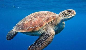 尼加拉瓜吃海龟肉视频