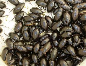 老鳖拿勺吃瓜视频