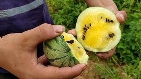 吃西瓜摔瓜的原版动画视频,重温原版经典瞬间