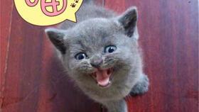 猫喜欢吃兰瓜怎么办视频