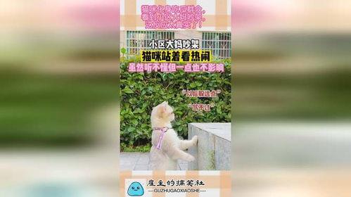 小区吵架吃瓜视频