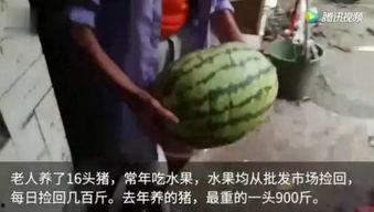 吃瓜视频在哪里看,吃瓜视频观看攻略，轻松掌握热门资讯！