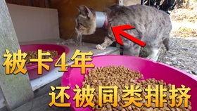 李鬼吃沙漠瓜视频