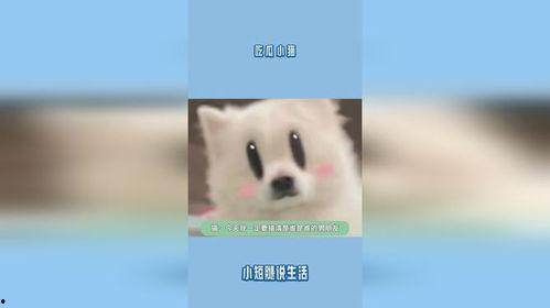 小猫吃瓜的视频,萌态十足引网友爆笑