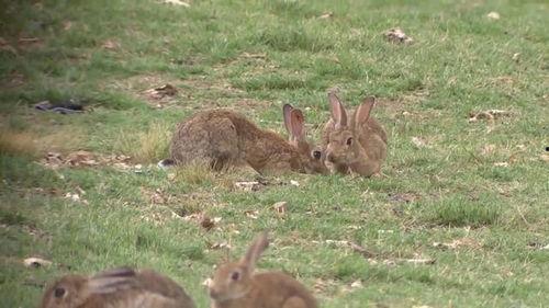 野餐兔吃瓜视频